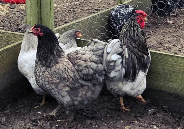 Віандот (колумбія, блакитна, смугастий) яйце інкубаційне - фото № 5