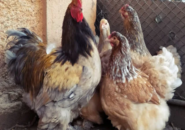 Кохінхін зозулений, помаранчевий. Яйце інкубаційне - фото № 2