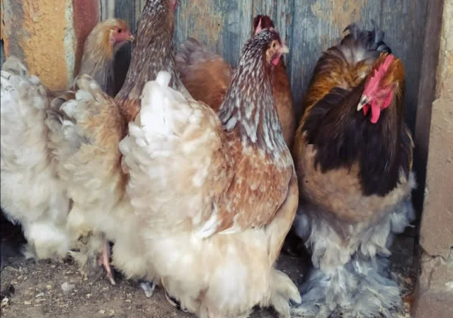 Кохінхін зозулений, помаранчевий. Яйце інкубаційне - фото № 3