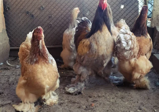 Кохінхін зозулений, помаранчевий. Яйце інкубаційне - фото № 4