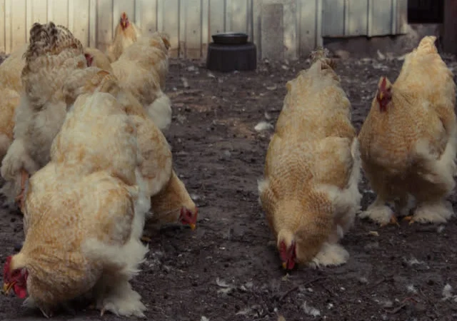 Кохінхін зозулений, помаранчевий. Яйце інкубаційне - фото № 5