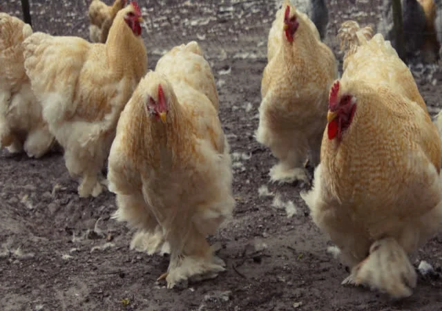 Кохінхін зозулений, помаранчевий. Яйце інкубаційне - фото № 6