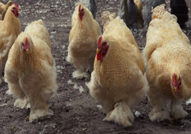 Кохінхін зозулений, помаранчевий. Яйце інкубаційне - фото № 7