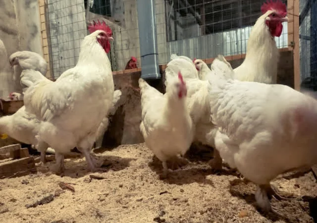 Яйце інкубаційне Малин (білий, смугастий) - фото № 1