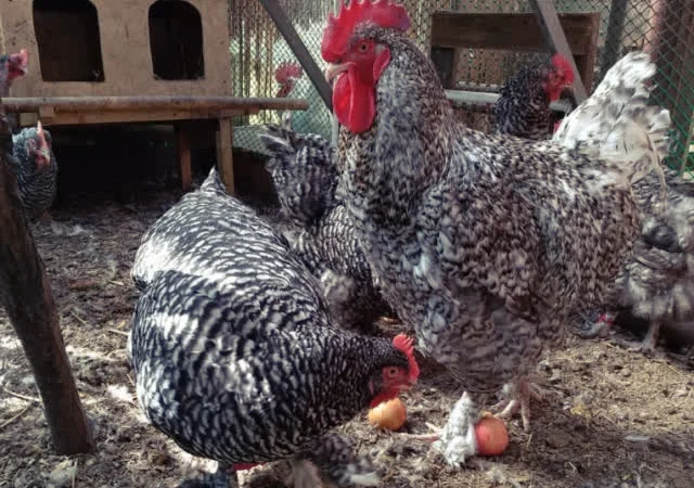 Яйце інкубаційне Малин (білий, смугастий) - фото № 2