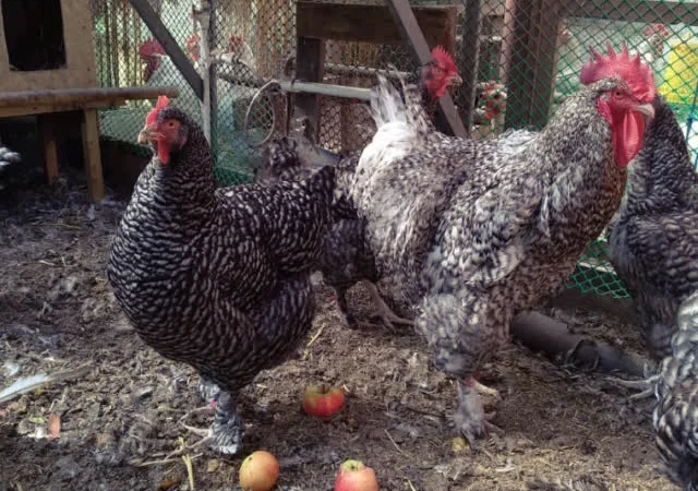 Яйце інкубаційне Малин (білий, смугастий) - фото № 3