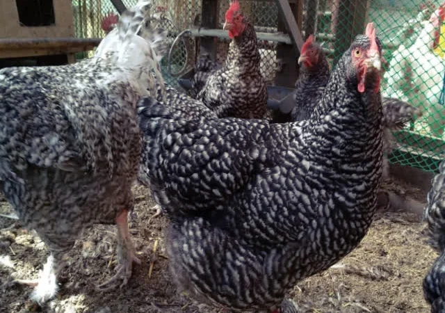 Яйце інкубаційне Малин (білий, смугастий) - фото № 4