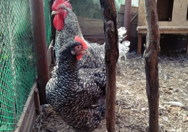 Яйце інкубаційне Малин (білий, смугастий) - фото № 5