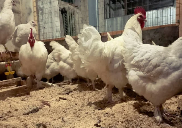 Яйце інкубаційне Малин (білий, смугастий) - фото № 6