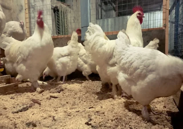 Яйце інкубаційне Малин (білий, смугастий) - фото № 7