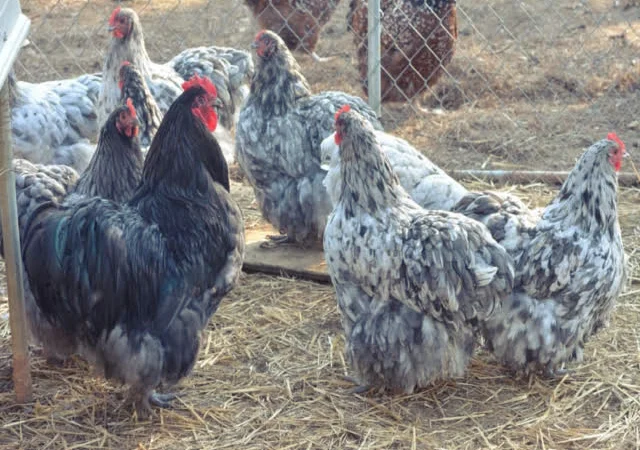 Яйце інкубаційне Орпінгтон, блакитний, фарфоровий, спліш - фото № 1