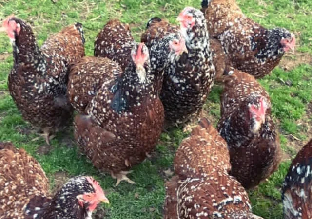 Яйце інкубаційне Орпінгтон, блакитний, фарфоровий, спліш - фото № 2