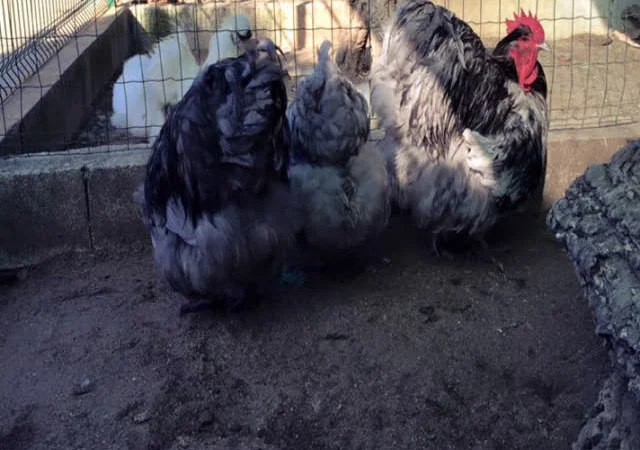 Яйце інкубаційне Орпінгтон, блакитний, фарфоровий, спліш - фото № 3