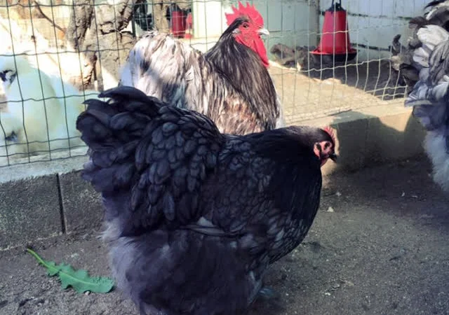 Яйце інкубаційне Орпінгтон, блакитний, фарфоровий, спліш - фото № 4