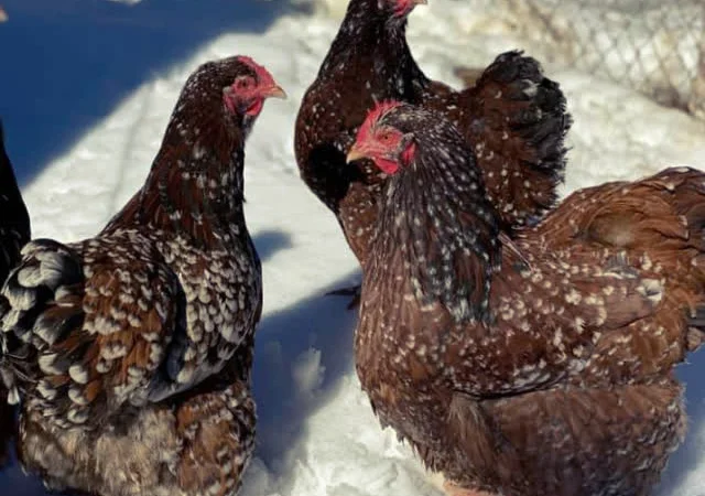 Яйце інкубаційне Орпінгтон, блакитний, фарфоровий, спліш - фото № 5