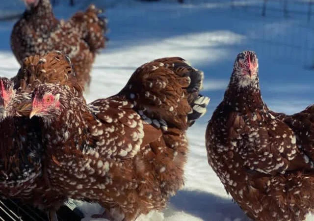 Яйце інкубаційне Орпінгтон, блакитний, фарфоровий, спліш - фото № 6