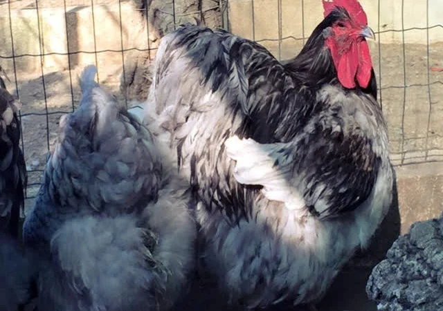 Яйце інкубаційне Орпінгтон, блакитний, фарфоровий, спліш - фото № 7