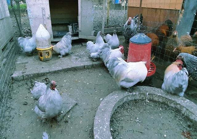 Кохінхін ізабелла, блакитний, лимон. Кури, курчата, яйце інкубаційне - фото № 1