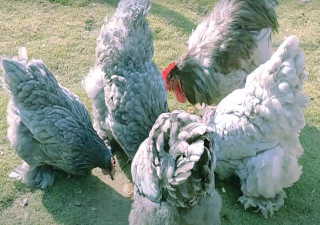 Кохінхін ізабелла, блакитний, лимон. Кури, курчата, яйце інкубаційне - фото № 2