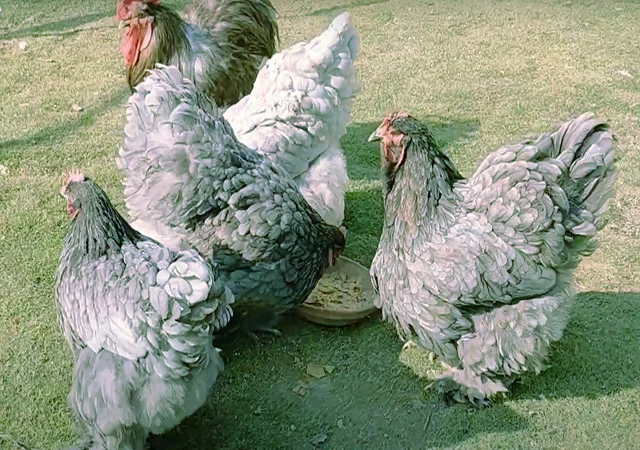 Кохінхін ізабелла, блакитний, лимон. Кури, курчата, яйце інкубаційне - фото № 3