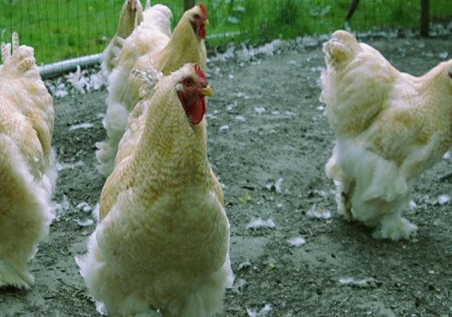 Кохінхін ізабелла, блакитний, лимон. Кури, курчата, яйце інкубаційне - фото № 5