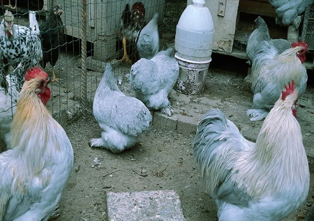 Кохінхін ізабелла, блакитний, лимон. Кури, курчата, яйце інкубаційне - фото № 6