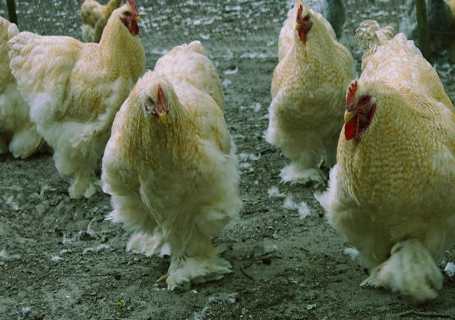 Кохінхін ізабелла, блакитний, лимон. Кури, курчата, яйце інкубаційне - фото № 8