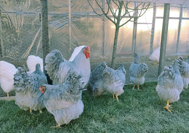 Віандот біле золото, лавандовий, білий.Кури, курчата, яйце інкубаційне - фото № 1