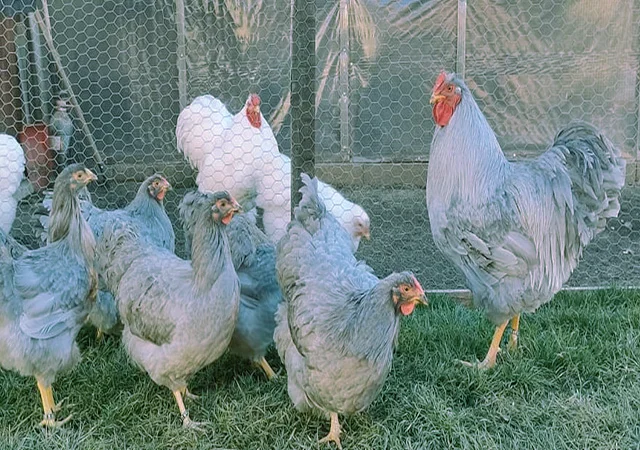 Віандот біле золото, лавандовий, білий.Кури, курчата, яйце інкубаційне - фото № 2