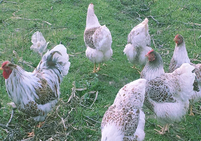 Віандот біле золото, лавандовий, білий.Кури, курчата, яйце інкубаційне - фото № 3