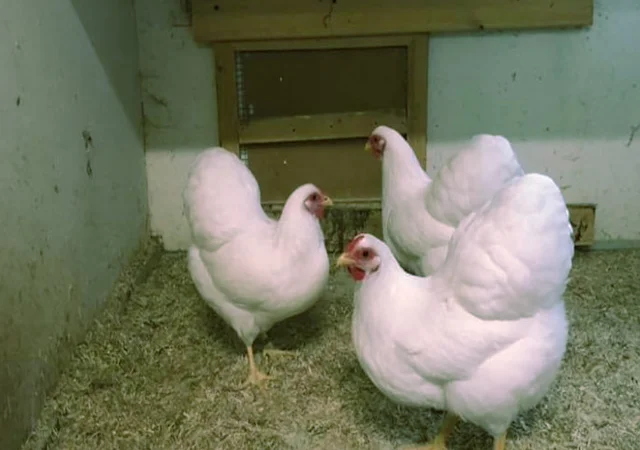 Віандот біле золото, лавандовий, білий.Кури, курчата, яйце інкубаційне - фото № 5