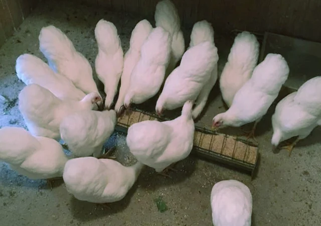 Віандот біле золото, лавандовий, білий.Кури, курчата, яйце інкубаційне - фото № 6