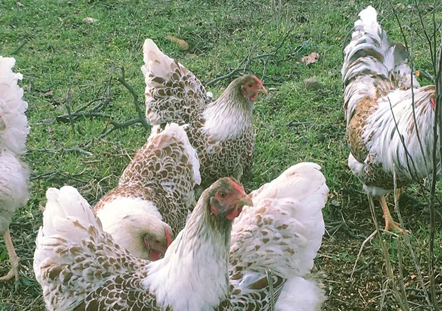 Віандот біле золото, лавандовий, білий.Кури, курчата, яйце інкубаційне - фото № 7