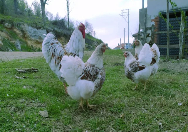 Віандот біле золото, лавандовий, білий.Кури, курчата, яйце інкубаційне - фото № 8