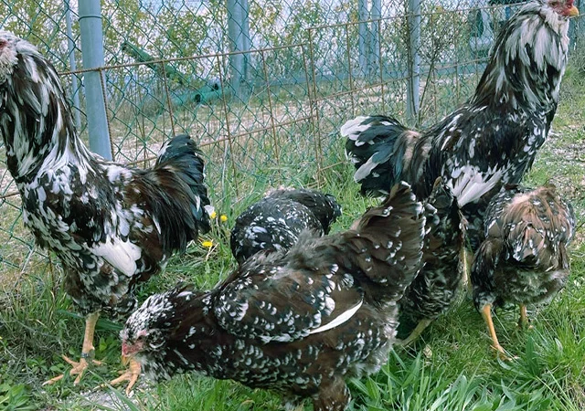 Орловська ситцева, смугаста, біла.Кури, курчата, яйце інкубаційне - фото № 1