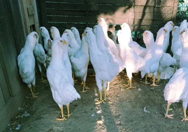 Орловська ситцева, смугаста, біла.Кури, курчата, яйце інкубаційне - фото № 2