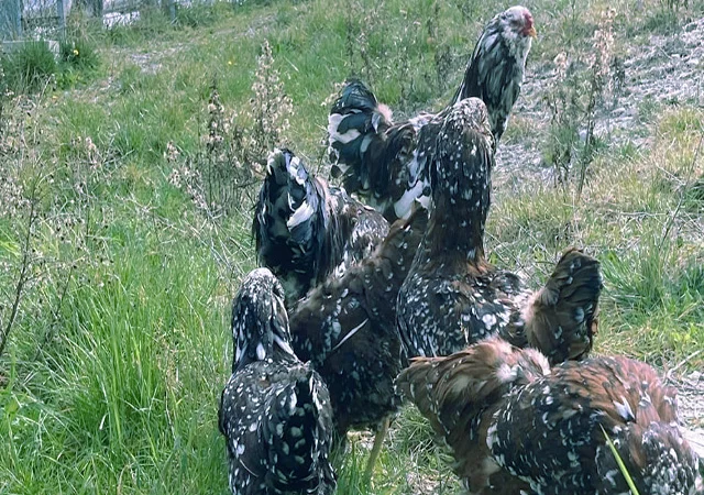 Орловська ситцева, смугаста, біла.Кури, курчата, яйце інкубаційне - фото № 4