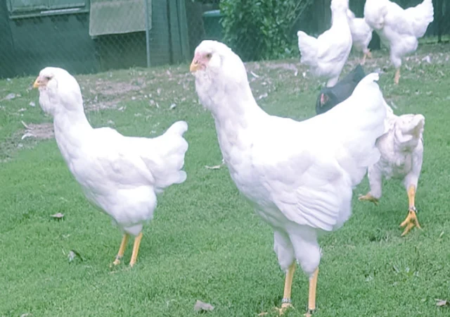 Орловська ситцева, смугаста, біла.Кури, курчата, яйце інкубаційне - фото № 5