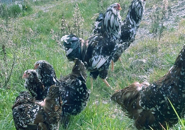 Орловська ситцева, смугаста, біла.Кури, курчата, яйце інкубаційне - фото № 6