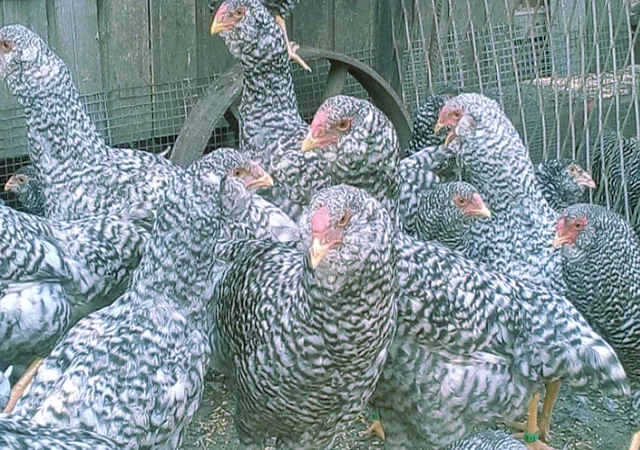 Орловська ситцева, смугаста, біла.Кури, курчата, яйце інкубаційне - фото № 7