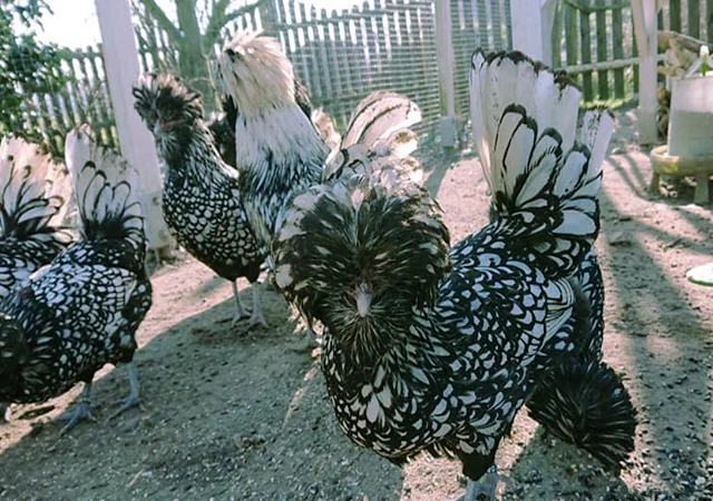 Падуан золото, біле золото, срібло, толбут.Курчата, яйце інкубаційне - фото № 1