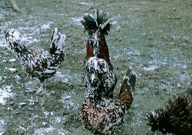 Падуан золото, біле золото, срібло, толбут.Курчата, яйце інкубаційне - фото № 2