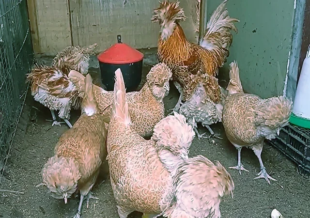 Падуан золото, біле золото, срібло, толбут.Курчата, яйце інкубаційне - фото № 3