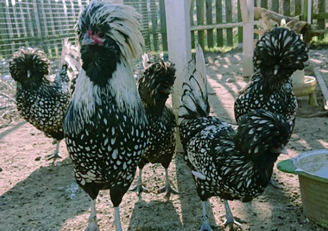 Падуан золото, біле золото, срібло, толбут.Курчата, яйце інкубаційне - фото № 4