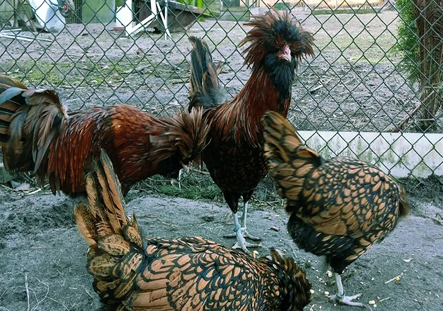 Падуан золото, біле золото, срібло, толбут.Курчата, яйце інкубаційне - фото № 5