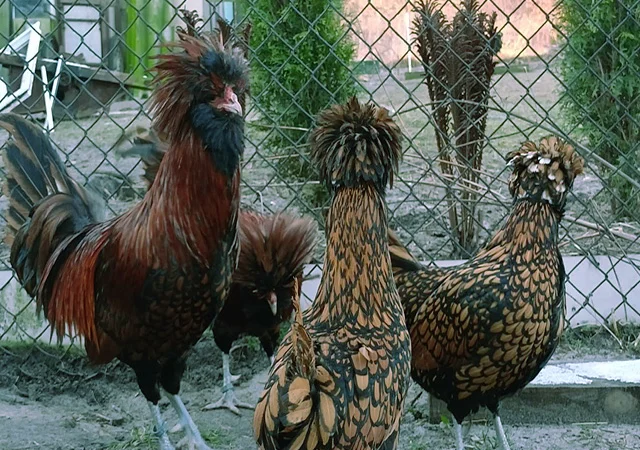 Падуан золото, біле золото, срібло, толбут.Курчата, яйце інкубаційне - фото № 6