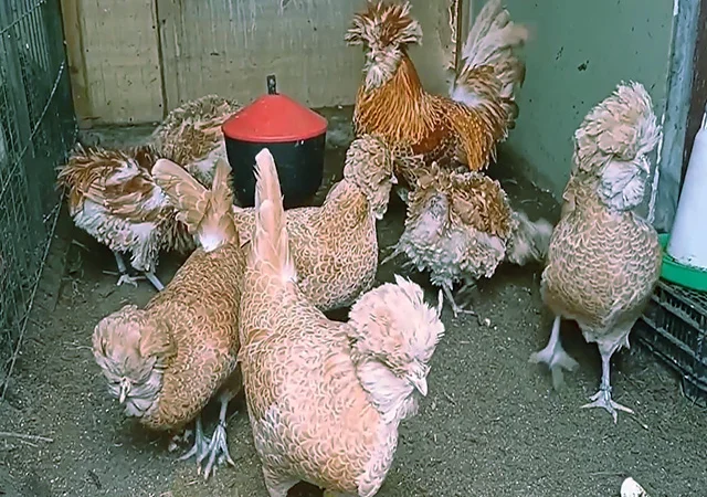 Падуан золото, біле золото, срібло, толбут.Курчата, яйце інкубаційне - фото № 7