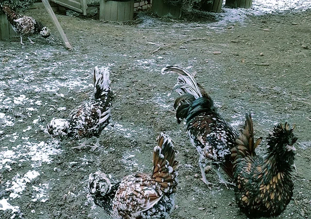 Падуан золото, біле золото, срібло, толбут.Курчата, яйце інкубаційне - фото № 8