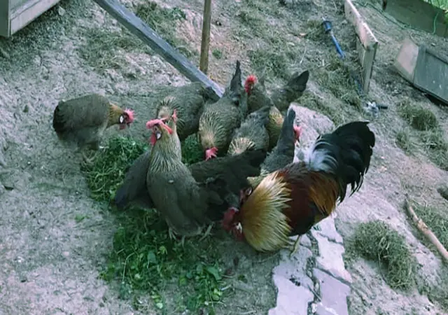 Леггорн палевий, золото, куріпчастий. Кури, курчата, яйце інкубаційне - фото № 8