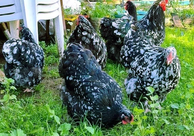 Орпінгтон мармуровий, спліш, білий. Кури, курчата, яйце інкубаційне - фото № 1